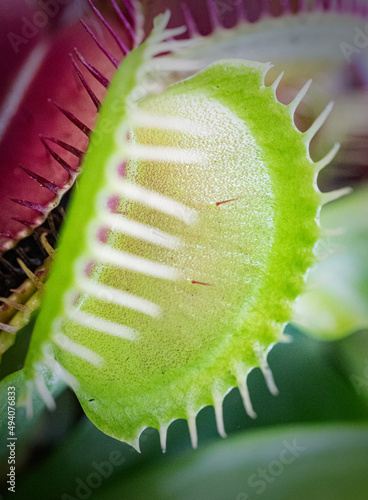 Vertical shot of the Venus flytrap in the forest against a blurred background photo