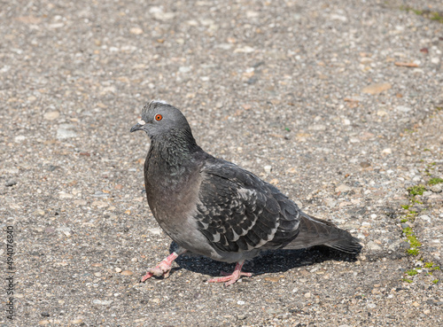 A pigeon in the alleys of the park. Pigeon injured in one leg.