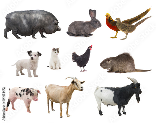 farm animals isolated on white background