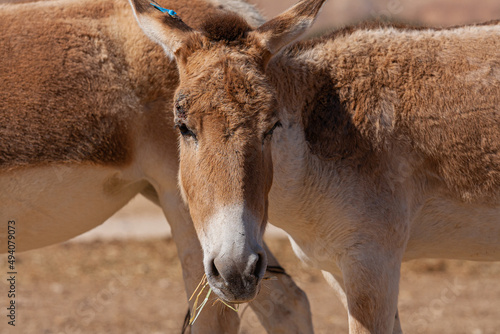 Closeup shot of a donkey in Yotvata photo