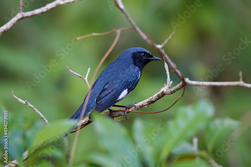 Close-up shot of a Black-Throated Blue Warbler sitting on a branch of a tree photo