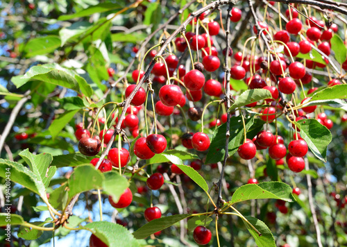 A close-up of a prolific cherry tree with many overripe, spoiled and heat damaged cherries.
