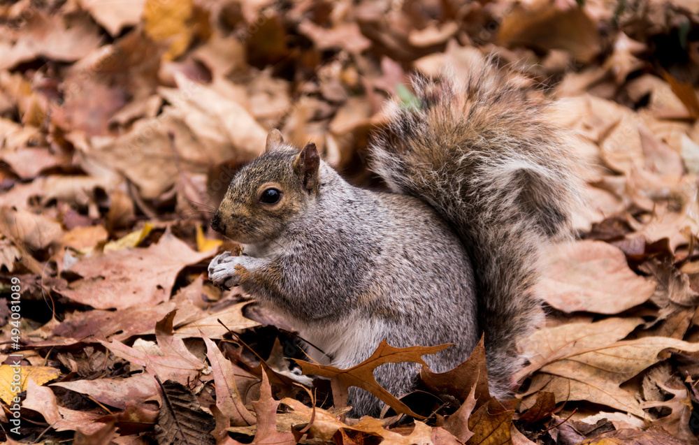 Fototapeta premium Squirrel eating a nut in the park 