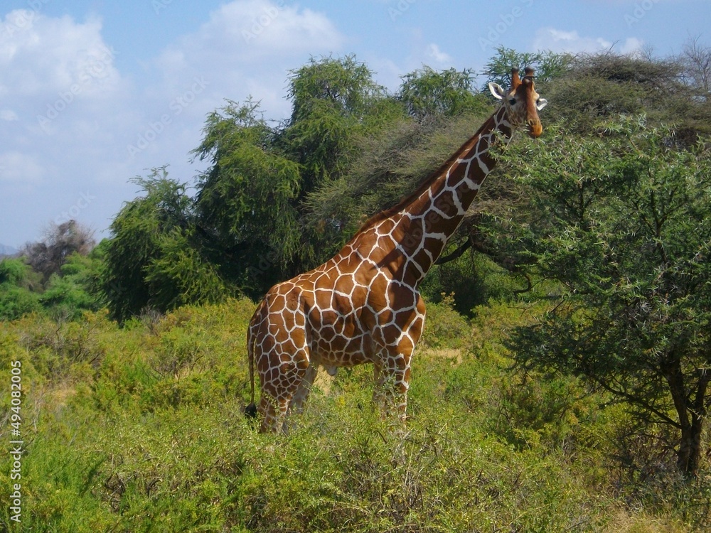 Fototapeta premium Girafe réticulée