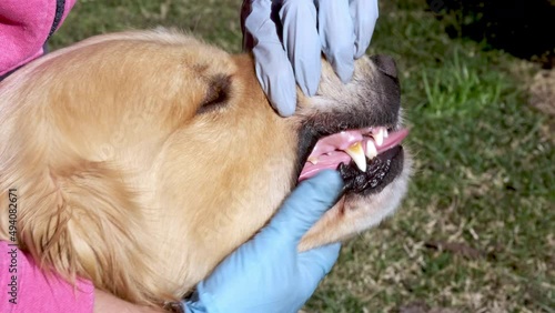 Vet checking Golden Retriever teeth. Vet wearing gloves holding dog mouth for a dental checkup. Animal healthcare. Dental health.
