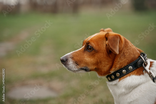 Jack russell terrier puppy outdoor.