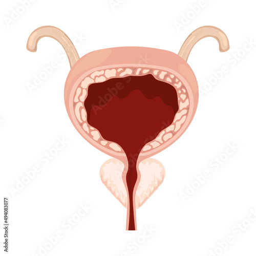 bladder human body part