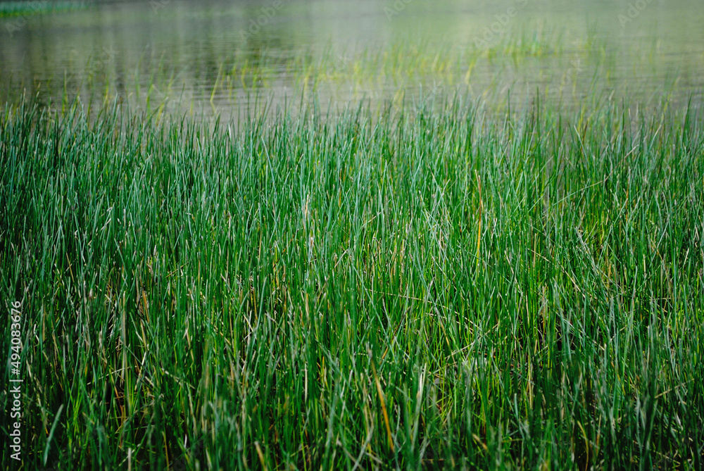 Tall grass on the river bank Tall grass on the river bank