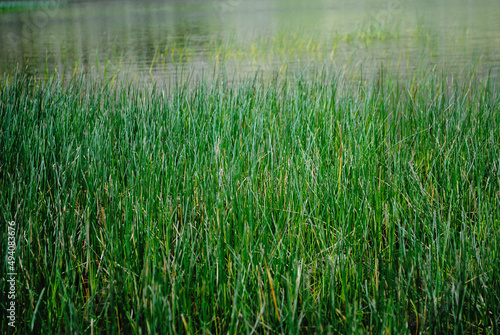 Tall grass on the river bank