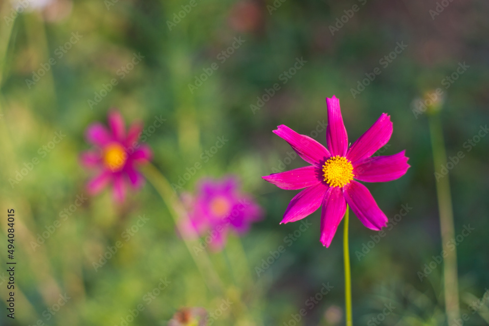 Fototapeta premium Pink flowers with bokeh in the garden, natural background. gardening hobby and floral natural background