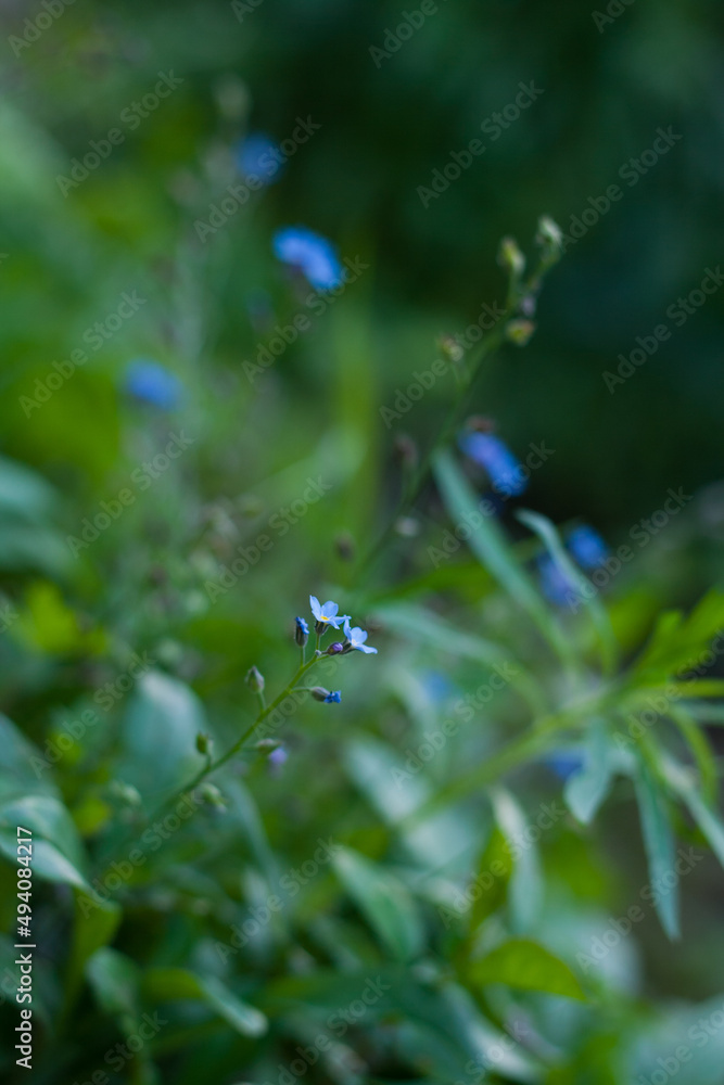 Blue garden flowers forget-me-not myosotis in green grass close up macro, natural delicate floral background and wallpaper, horizontal calming relaxing backdrop Blue garden flowers forget-me-not myosotis in green grass close up macro, natural delicate floral background and wallpaper, horizontal calming relaxing backdrop
