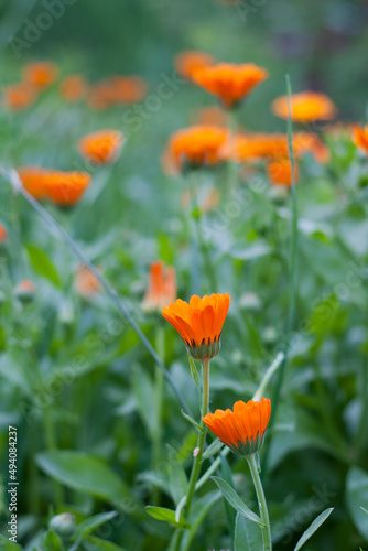 Orange Pot marigold growing and blooming in the garden background, colorful natural backgrounds