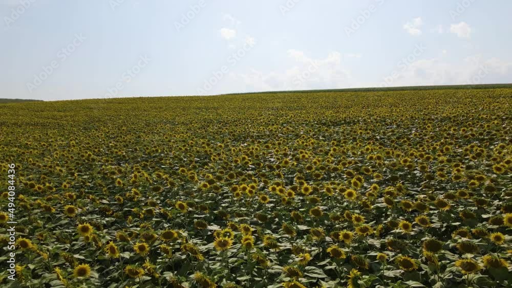 Aerial view of big agricultural farm field with growing sunflower plants Aerial view of big agricultural farm field with growing sunflower plants