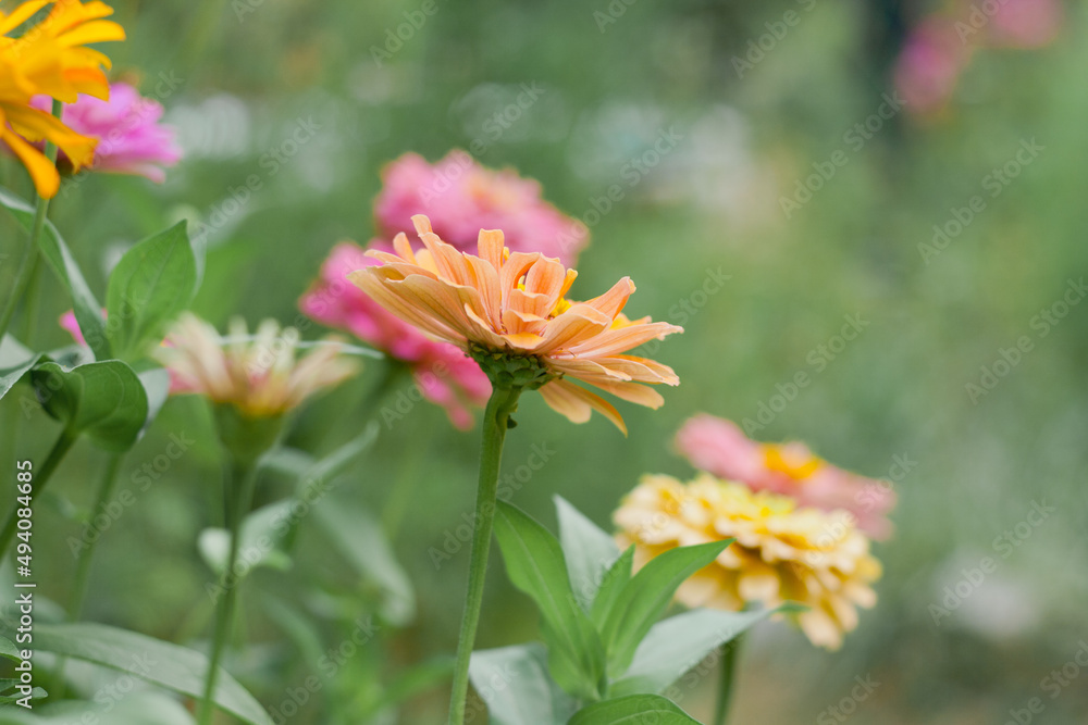 Colorful summer Zinnia flowers in the garden natural background, selective focus and depth of field. Zinnia colorful flowers in the green garden background in summer Colorful summer Zinnia flowers in the garden natural background, selective focus and depth of field. Zinnia colorful flowers in the green garden background in summer