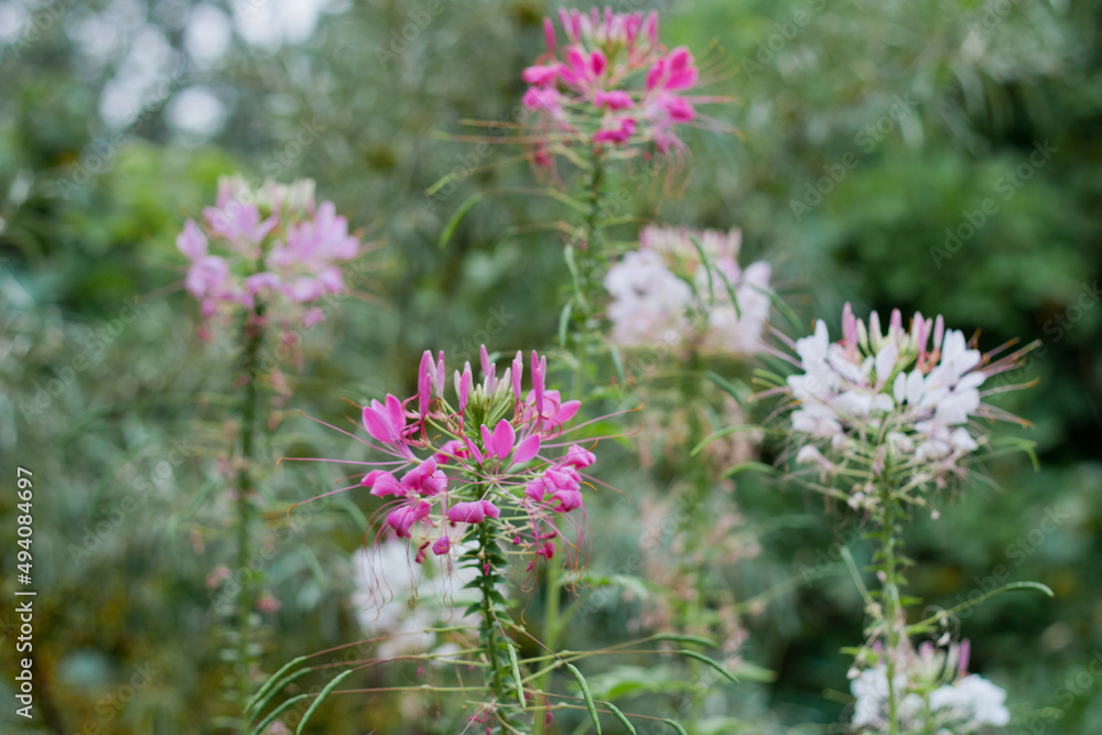 Obraz premium Pink purple Spider flowers in the garden natural background, selective focus and depth of field . Spider flower pink purple flowers in the green garden background
