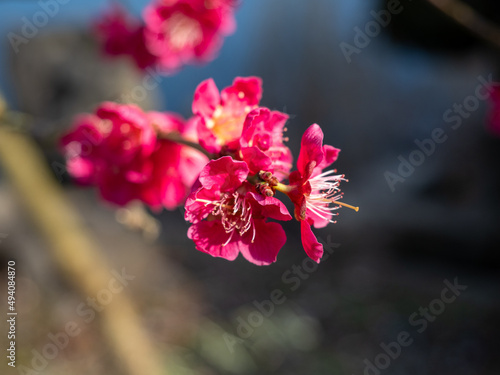 Macro of bright red spring flowering of Japanese quince or Japanese chaenomeles against a blurred garden background. Sunny day.