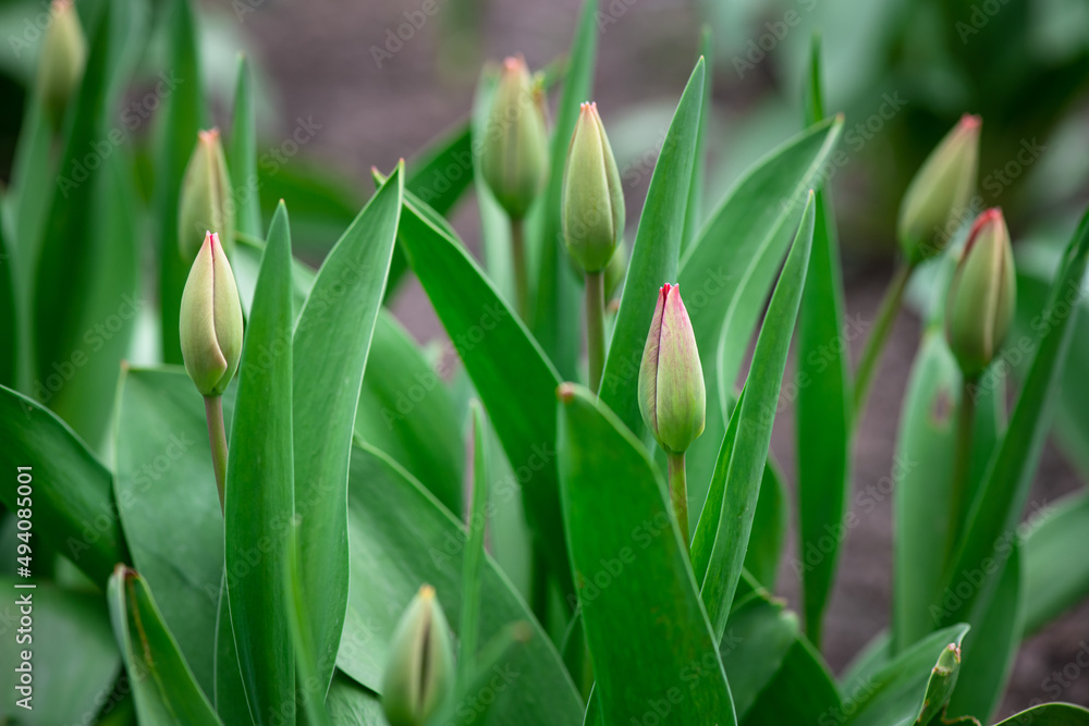 Fototapeta premium Nice color tulip flowers after the spring rain nature flora macro photo with empty space for text