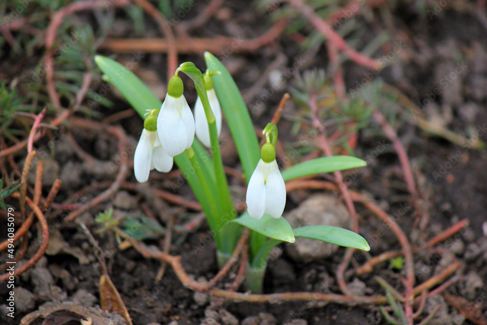 First early spring flowers - snowdrops First early spring flowers - snowdrops