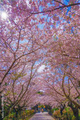 Wallpaper Mural 建長寺の満開の桜 Torontodigital.ca