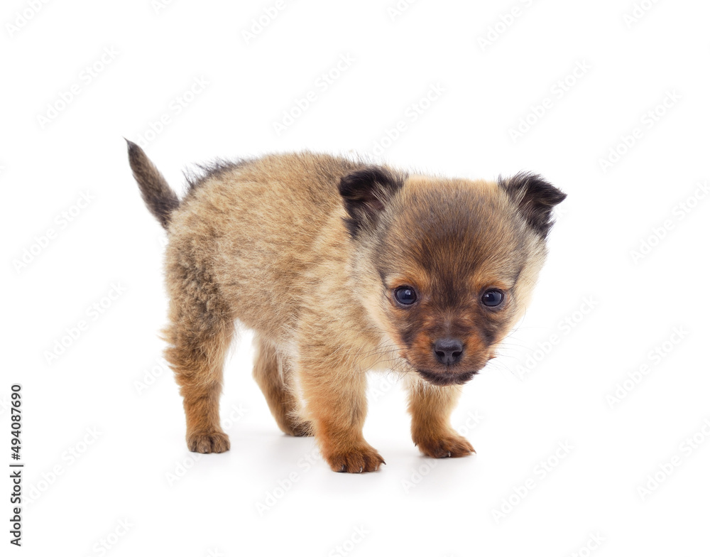 One brown little dog. One brown little dog.
