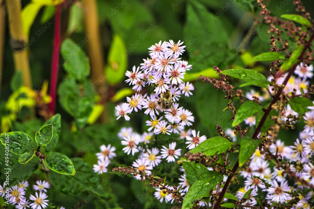 Kleine rosa Blumen mit gelber Mitte Kleine rosa Blumen mit gelber Mitte
