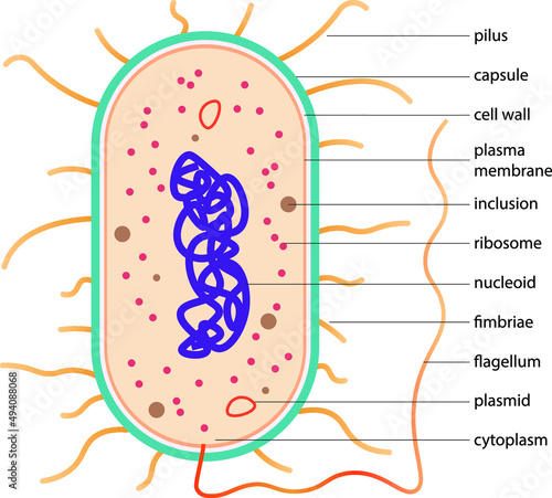 Typical prokaryotic cell. Scheme of typical bacteria