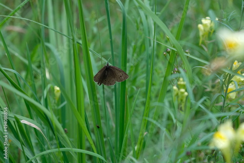 FU 2020-07-25 Belgien hin 305 Im Gras ist ein Schmetterling