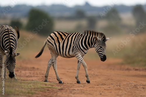 tame striped Zebra in the wild walking and shaking its head to fend off the flies. taken in Rietvlei nature reserve in South Africa 