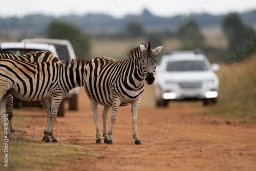 Zebra standing around as people are doing a game drive around a nature reserve in South Africa