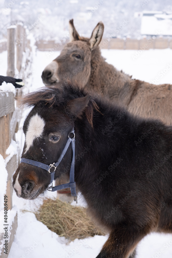Donkey on the farm. Farming. A black and gray mule are grazing in a paddock outdoors. Pets, animals for moving goods. Veterinary.
Donkey on the farm. Farming. A black and gray mule are grazing in a paddock outdoors. Pets, animals for moving goods. Veterinary.