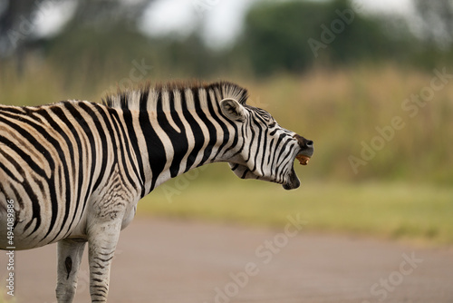 Wild tame Zebra Yawning with bad health  very ill and not well. underweight