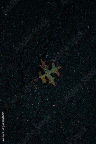 Leaf on Concrete