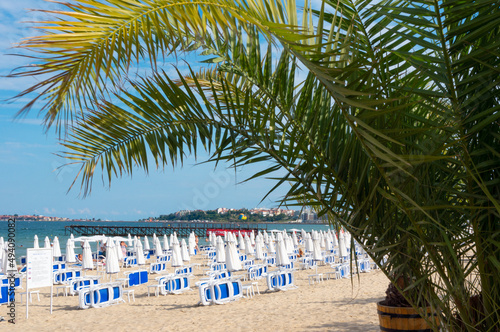 Palm branches close up on a sandy beach background