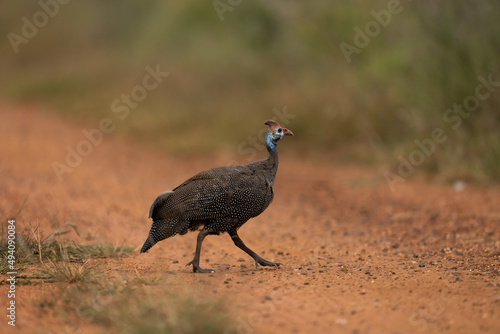 Wild spotted Guinea fowl running on a dirt road to cross it and join the rest of coup with a shallow depth of field