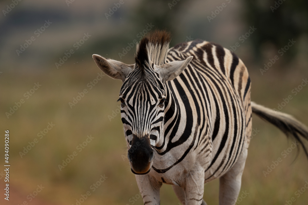 tame striped Zebra in the wild walking and shaking its head to fend off the flies. taken in Rietvlei nature reserve in South Africa tame striped Zebra in the wild walking and shaking its head to fend off the flies. taken in Rietvlei nature reserve in South Africa