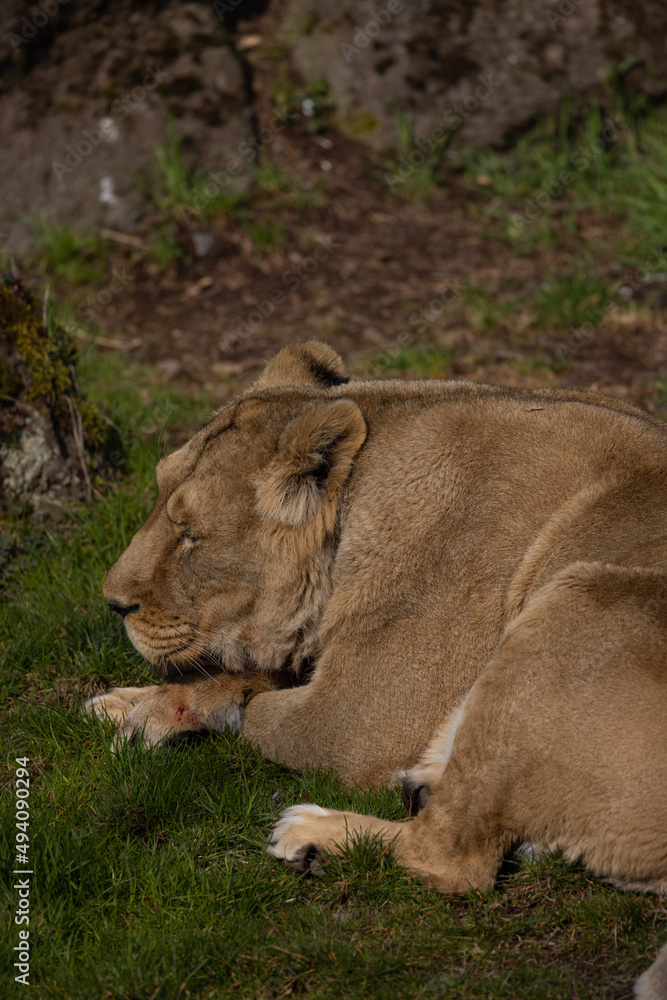 A lion lies comfortably in the grass and looks at the visitors of his territory. What a majestic animal this big cat is. A lion lies comfortably in the grass and looks at the visitors of his territory. What a majestic animal this big cat is.