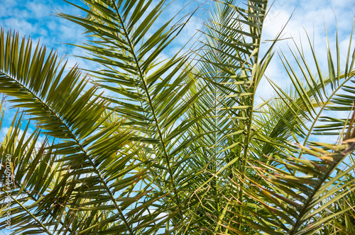 Palm branches close up on a blue sky background