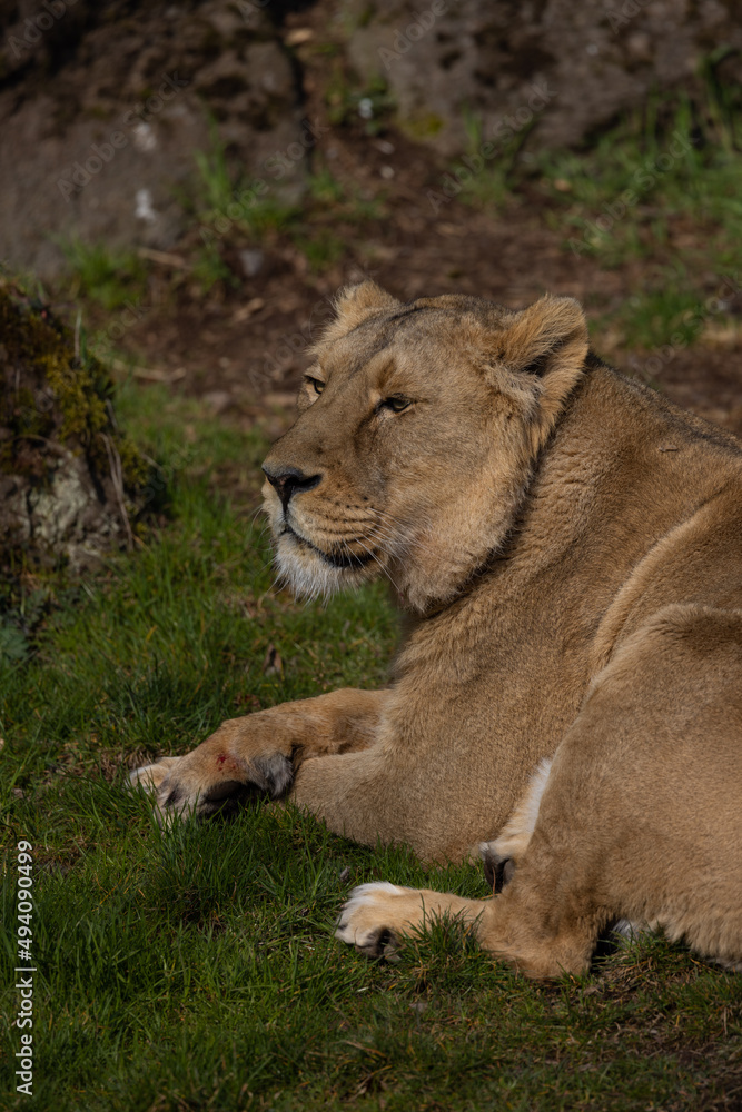 A lion lies comfortably in the grass and looks at the visitors of his territory. What a majestic animal this big cat is. A lion lies comfortably in the grass and looks at the visitors of his territory. What a majestic animal this big cat is.