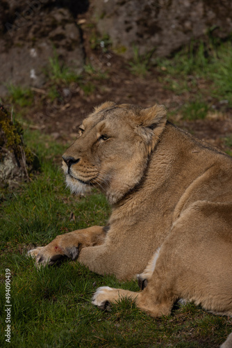 Fototapeta Naklejka Na Ścianę i Meble -  A lion lies comfortably in the grass and looks at the visitors of his territory. What a majestic animal this big cat is.