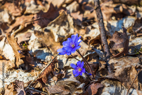 Wallpaper Mural Violet flower or Hepatica Nobilis blooming in early springtime Torontodigital.ca