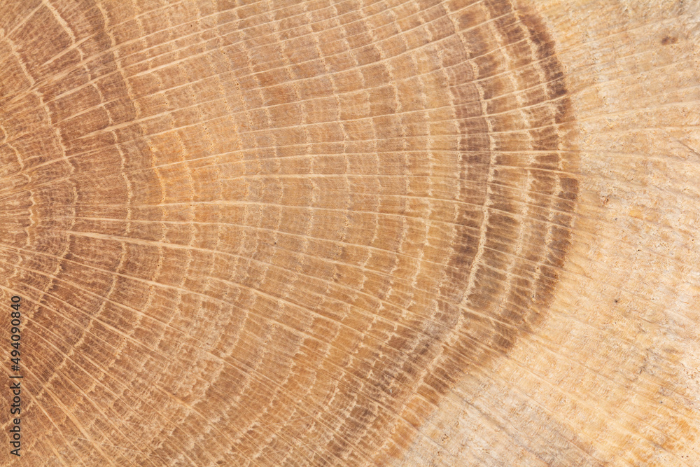 Fototapeta premium Jahresringe einer Eiche Nahaufnahme