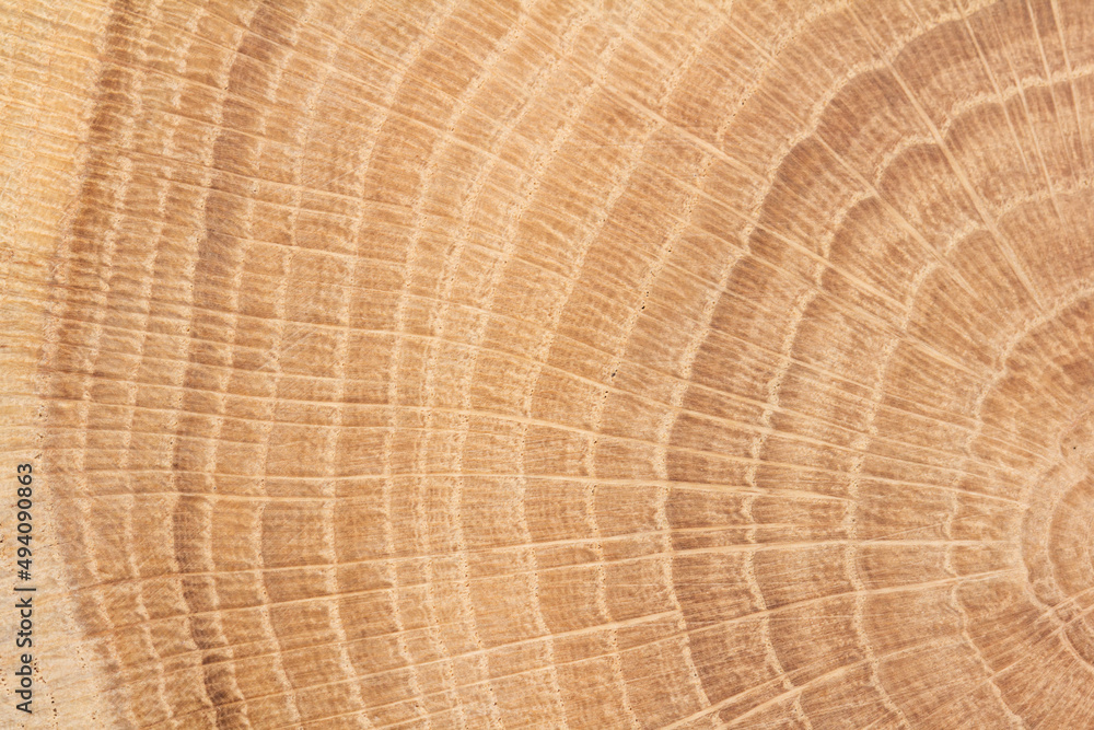 Fototapeta premium Jahresringe einer Eiche Nahaufnahme
