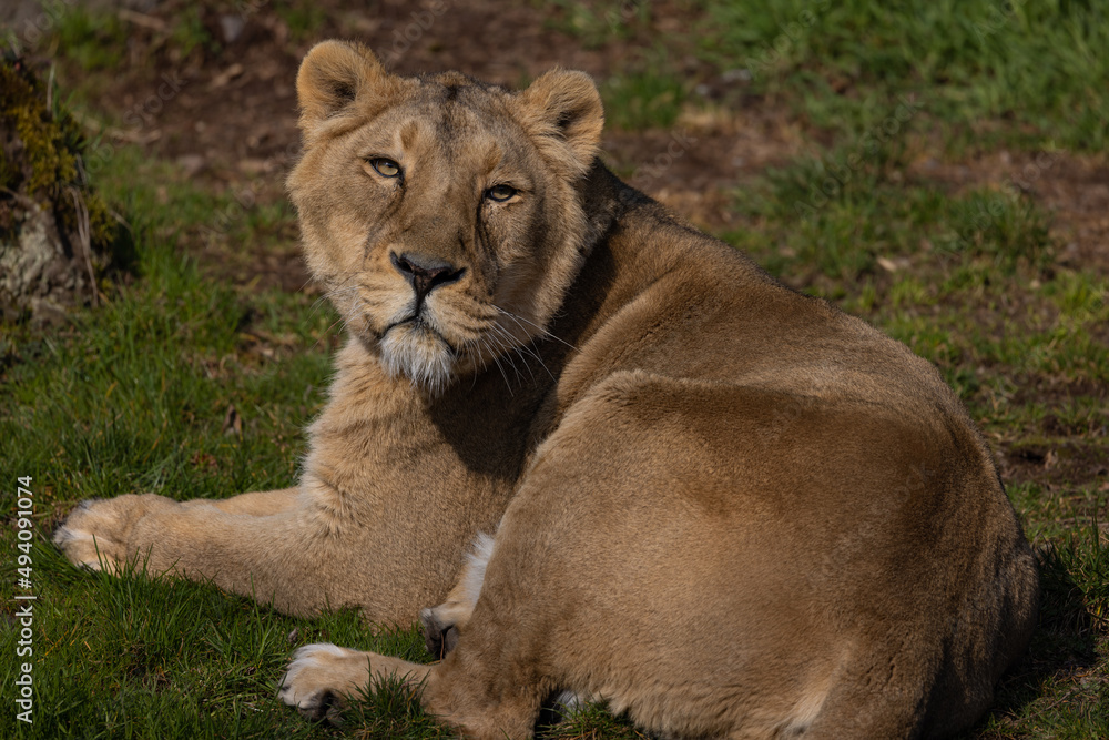 A beautiful lioness lies in the grass and licks her paws. She is very tired and hungry and is always looking for food. A beautiful lioness lies in the grass and licks her paws. She is very tired and hungry and is always looking for food.