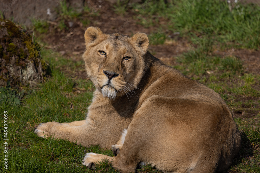 Obraz premium A beautiful lioness lies in the grass and licks her paws. She is very tired and hungry and is always looking for food.