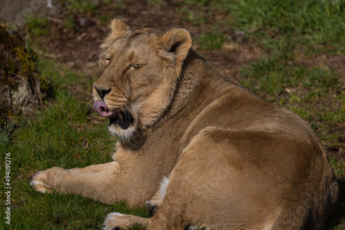 A beautiful lioness lies in the grass and licks her paws. She is very tired and hungry and is always looking for food.