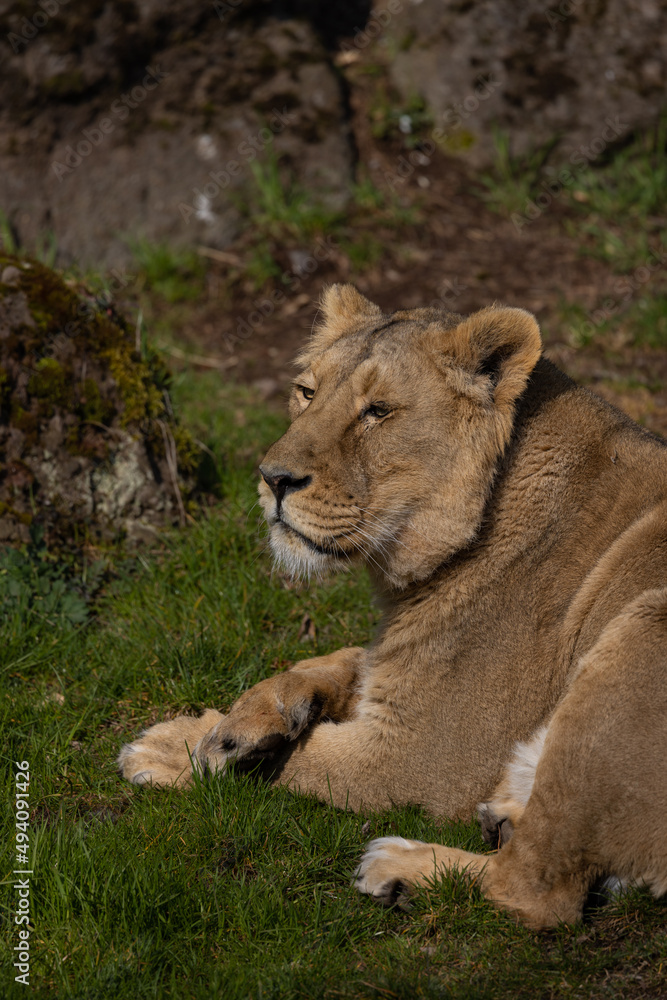A beautiful lioness lies in the grass and licks her paws. She is very tired and hungry and is always looking for food. A beautiful lioness lies in the grass and licks her paws. She is very tired and hungry and is always looking for food.