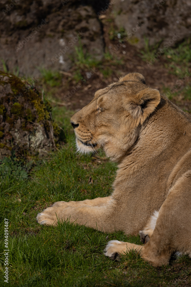 Naklejka premium A beautiful lioness lies in the grass and licks her paws. She is very tired and hungry and is always looking for food.
