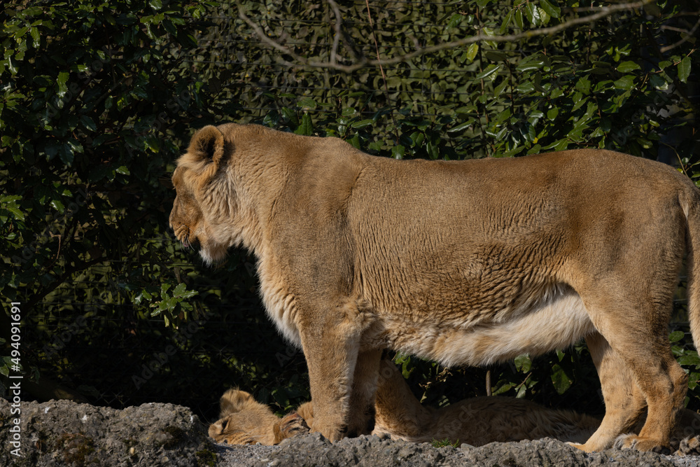 Obraz premium Two lions lie on the rock and look out for other animals to hunt. A wonderful creature that is mostly found in southern Africa such as Tanzania, South Africa or Botswana.