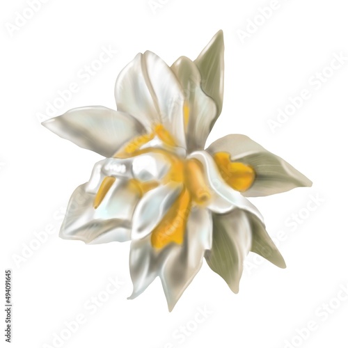 Watercolor terry daffodils. Illustration of a white daffodil. white-yellow flower realistic