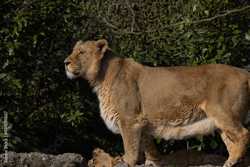 The lioness walks over a rock to his colleague. This mighty beast is feared by so many animals in the Serengeti.